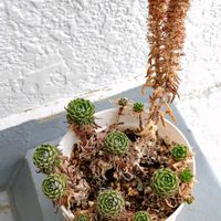 ツメレンゲ,爪蓮華,多肉植物,オロスタキス属,春が来た❣️の画像