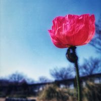 植物のある暮らし,植欲が止まらない,GS映え,GS日和,お出かけ先の画像