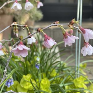 サクラ,苔玉,小花会,みんな最高,小さな庭の画像