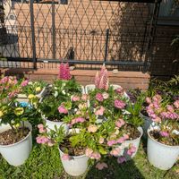 スナップエンドウ,小松菜,スイセン ペーパーホワイト,チーム愛知,Juneの会の画像