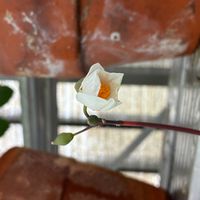 シラユキゲシの画像