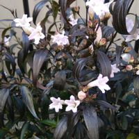 ジャスミンの画像