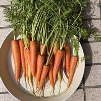 ニンジン,プランター栽培,家庭菜園の画像