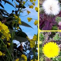 菜の花,ナノハナ,ノゲシ,花言葉,里山散策の画像