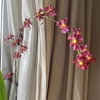 オンシジューム,Onc.Hwuluduen Nova 'Red Cherry',世界らん展2026,洋蘭,ラン科の画像