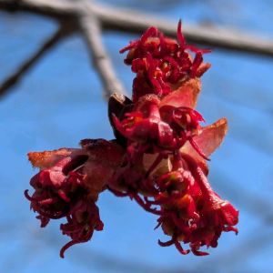 コブシ,彼岸桜,ハナノキ,池堀街道の画像