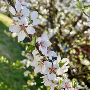 ユスラウメ,ユスラウメ,落葉低木,植栽,素敵な出会いに感謝の画像