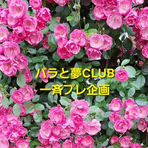 パンジー,バラ アンジェラ,ヒゴスミレ,イベリス ブライダルブーケ,リメ缶の画像