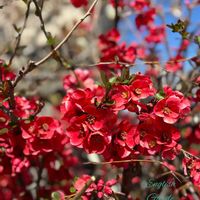 ボケ,ボケ,ウツボカズラ,手乗りハス　暁天,今日のお花の画像