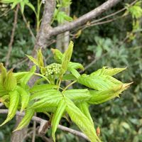 ナナカマド,お出かけ先の画像