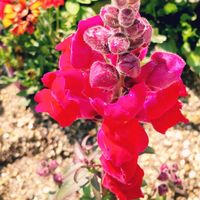 金魚草,オステオスペルマム,ガーデニング,花のある暮らし,無農薬❤家庭菜園の画像