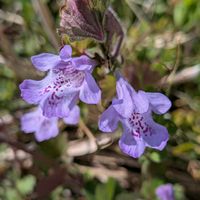 木瓜,カキドオシ,散歩,山野草,多年草の画像