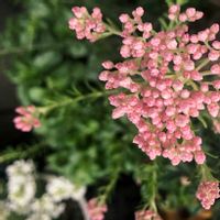 イベリス,ライスフラワー,寄せ植え,ベランダガーデニング,オージープランツの画像