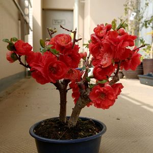 木瓜,八重咲き木瓜,盆栽,八重咲き,棚の画像