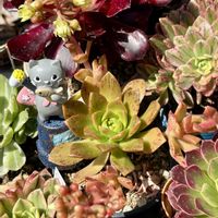 多肉植物,紅葉する多肉,❤️いいね、ありがとう,神奈川県,アエオニウム属 ブロンズメダルの画像