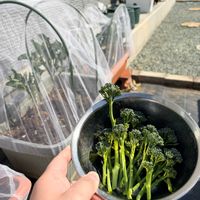 茎ブロッコリー,プランター栽培,家庭菜園初心者,おうち園芸,家庭菜園の画像