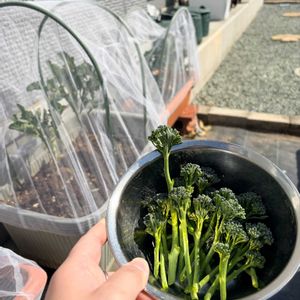 茎ブロッコリー,プランター栽培,家庭菜園初心者,おうち園芸,家庭菜園の画像