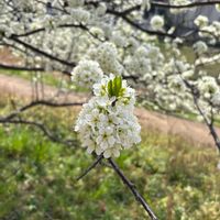 ジューンベリーの画像