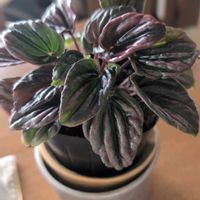 ペペロミアの画像