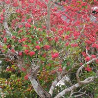 ハナミズキの画像