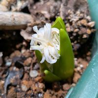 ヒヤシンス,観葉植物,植物のある暮らし,botanical life,こまりねこ ヒヤシンスの画像