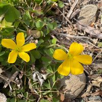 カタバミの画像