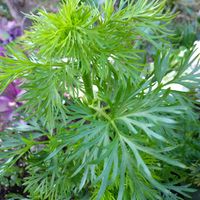 アサギリソウの画像