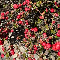 アンズ,ボケ,ユスラウメ,アーモンド,せんだんの実の画像