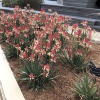 アロエ,ブラキカム,アロエ サファリサンライズ,パークスガーデン,ニャンニャン祭りの画像