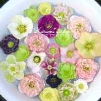 クリスマスローズ,クリスマスローズ,フローティング フラワー,ホーロー,アンティーク雑貨の画像