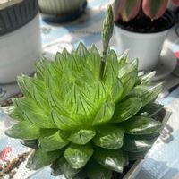 アロマティカス,クーペリー,ふっくら娘の画像