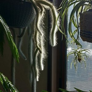 サボテン,ヒモサボテン,ヒルデウィンテラ・カラデモノニス,多肉植物,観葉植物の画像