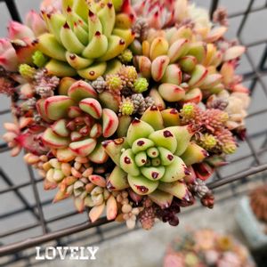 サボテン,寄せ植え,多肉植物,多肉寄せ植え,エケベリア属の画像