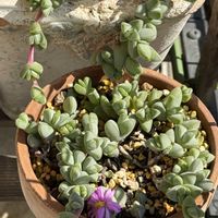 碧魚連,多肉植物,セダム属,多肉寄せ植え,多肉棚の画像
