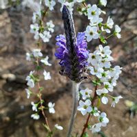 ユキヤナギ,ビオラ,レースラベンダー,バラと夢CLUB,とにかくGS 楽しもう！の画像