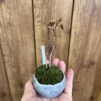 ヤマモミジ,石木花の画像