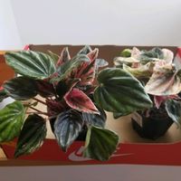 ペペロミア,観葉植物,その他部屋の画像