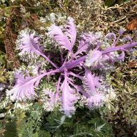 ブロッコリーの画像