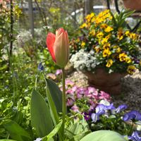 チューリップ,ハボタン,ビオラ,ラナンキュラス ラックス,小さな庭の画像