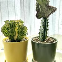 マハラジャ,ユーフォルビア マハラジャ,ユーフォルビア・ラクテア,ユーフォルビア トリゴナ,多肉植物の画像