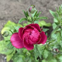 カサブランカ,ラナンキュラス,カサブランカの球根,カサブランカの球根,ラナンキュラス ランドセルシリーズ サラセレネ ジャシンタの画像