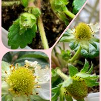 イチゴ,大葉,朧月,ビオラ,イチジクの画像