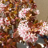 金のなる木,多肉植物,実家の庭,岩手県,玄関アプローチの画像