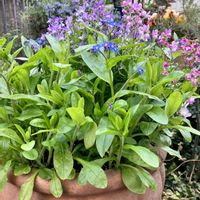 パンジー・ビオラ,リナリア,リナリア,リナリア,ワスレナグサの画像