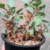 オトンナ ヘレー,オトンナ属,冬型塊根の画像