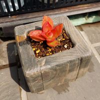 火祭り,アエオニウム サンバースト綴化,ホームセンター出身,コンフィツム   ブルゲリ,多肉好きの画像