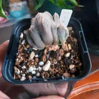 マドカズラ,アガベ チタノタ シーザー,ハオルチア小米雪,ミュータント　ピグマエア？,ボタニカルライフの画像