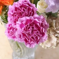 カーネーション,お家園芸の画像