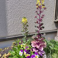 カーネーション,スターチス,ビオラ,ラブポーションブラッシカ,開花の画像