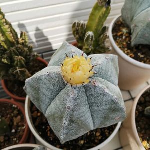 サボテン,ランポー,アストロフィツ厶,多肉植物,観葉植物の画像